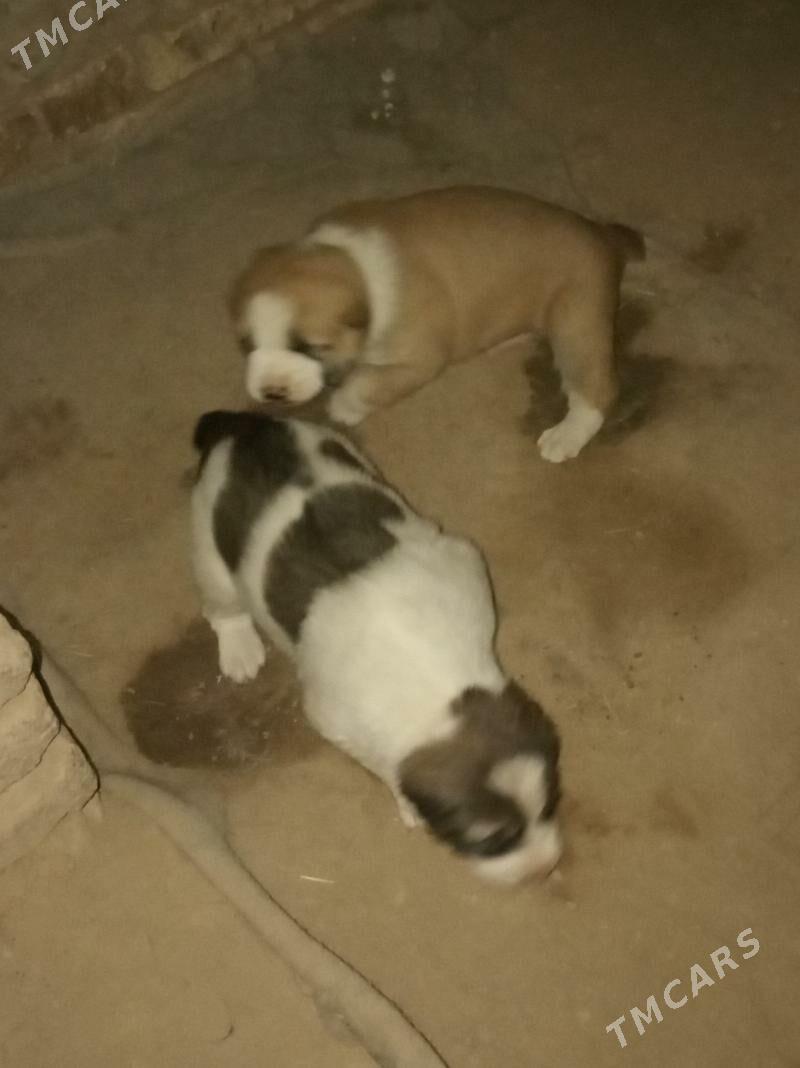 Alabay gujik - Sakarçäge - img 4