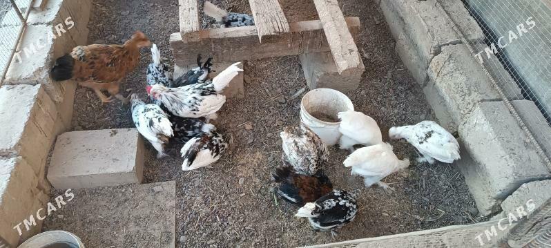 karlik jujeler - Türkmenabat - img 4