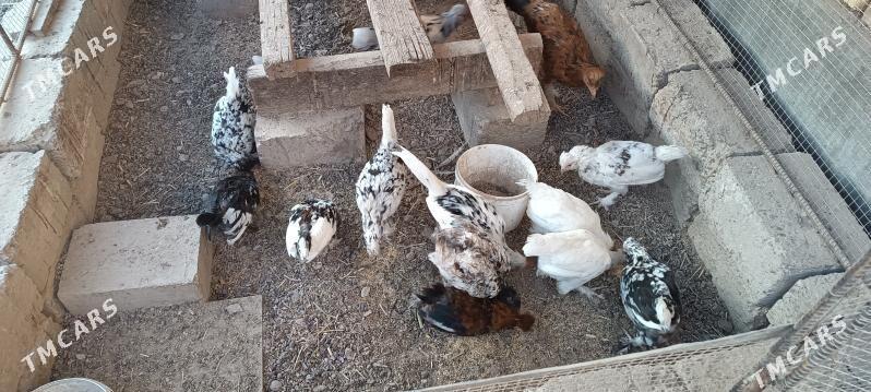 karlik jujeler - Türkmenabat - img 2