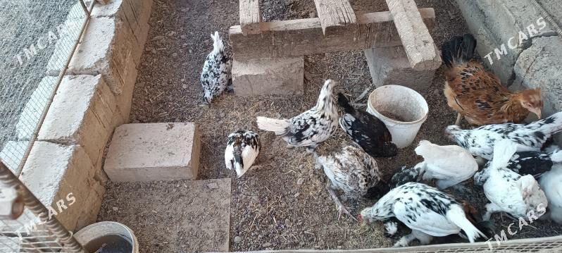 karlik jujeler - Türkmenabat - img 3