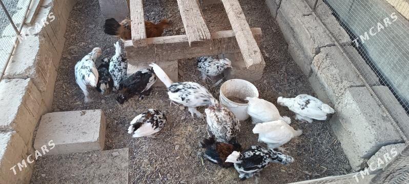 karlik jujeler - Türkmenabat - img 1