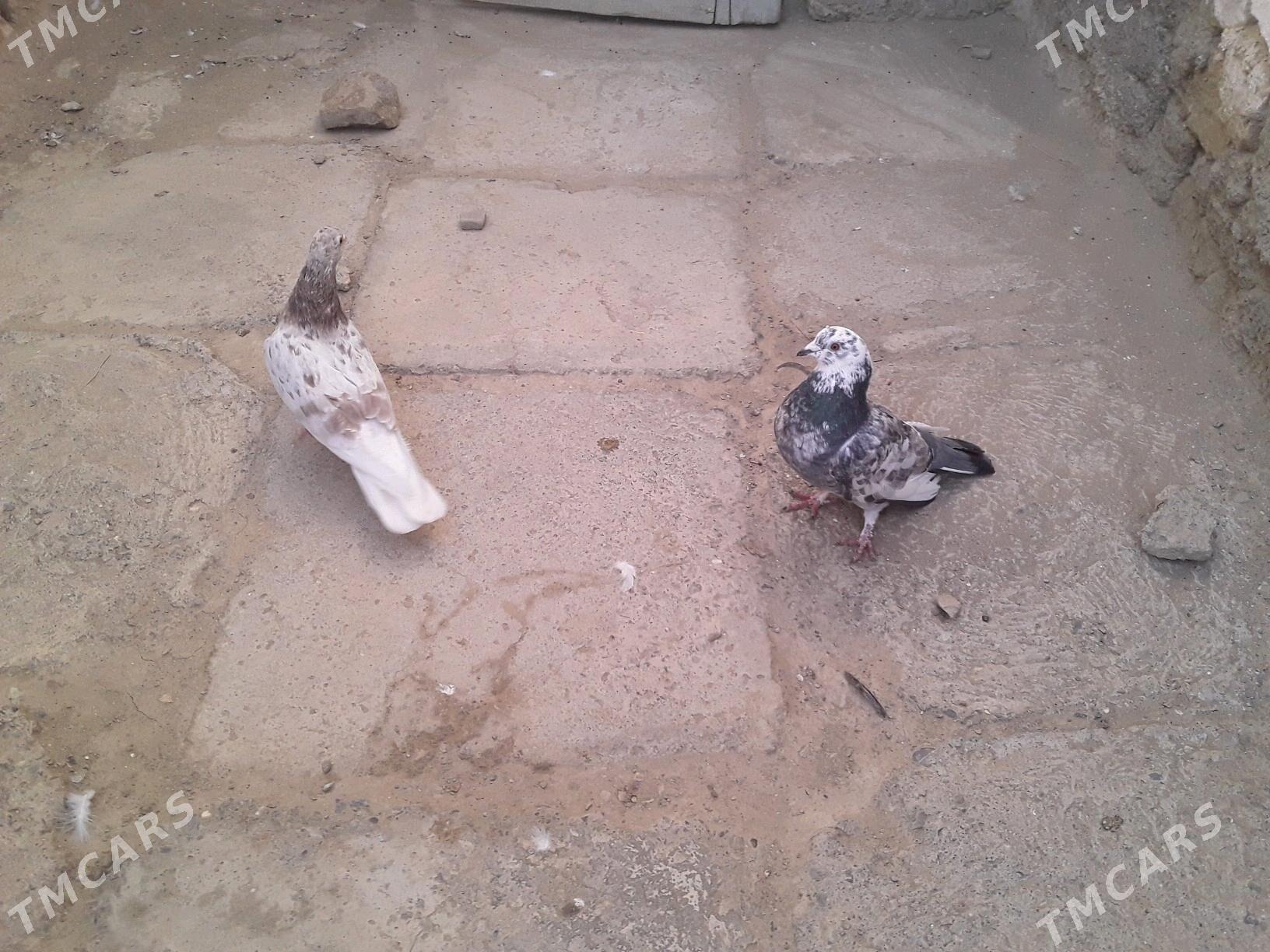 Kepderi - Берекет - img 2