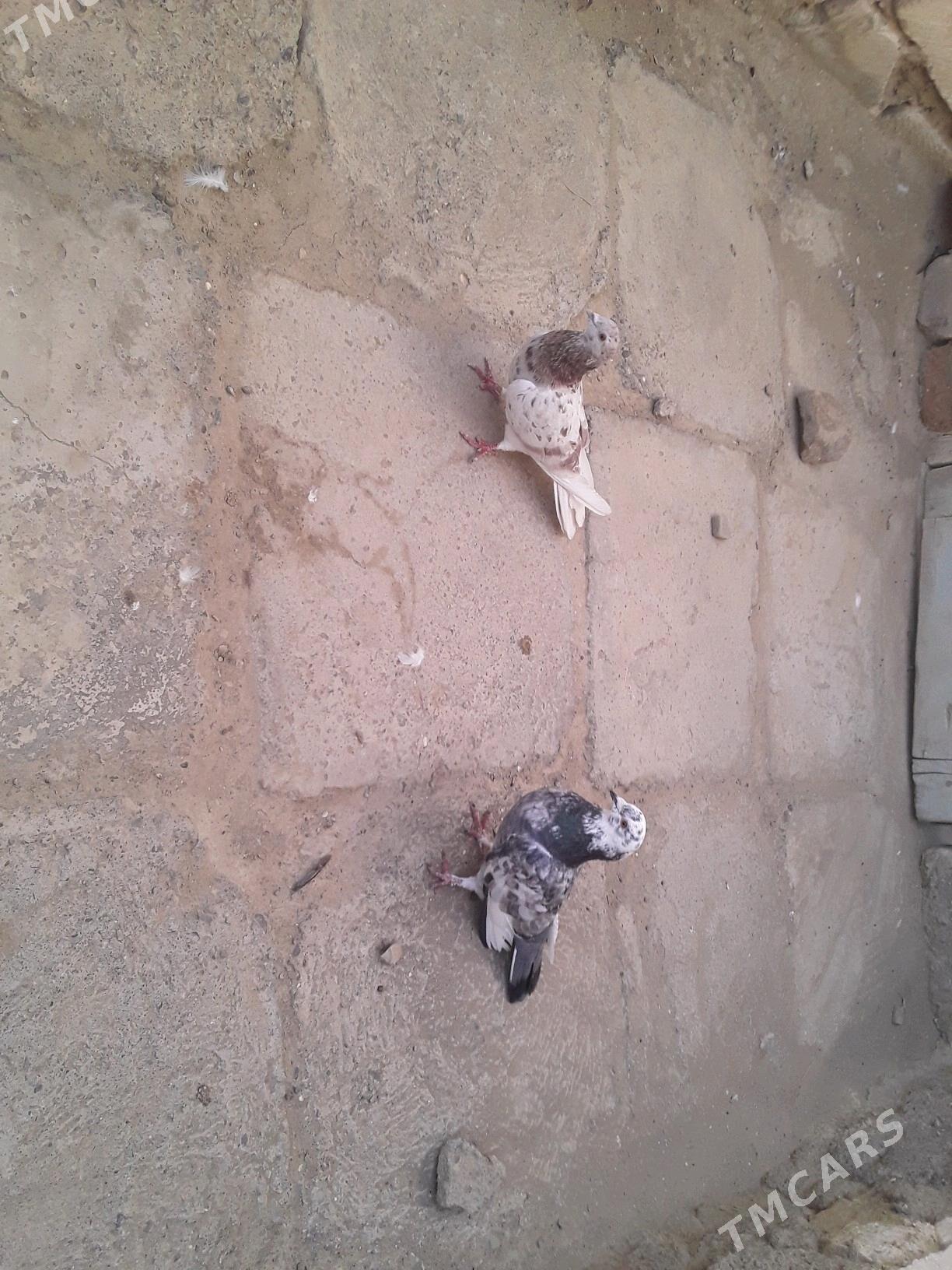 Kepderi - Берекет - img 3