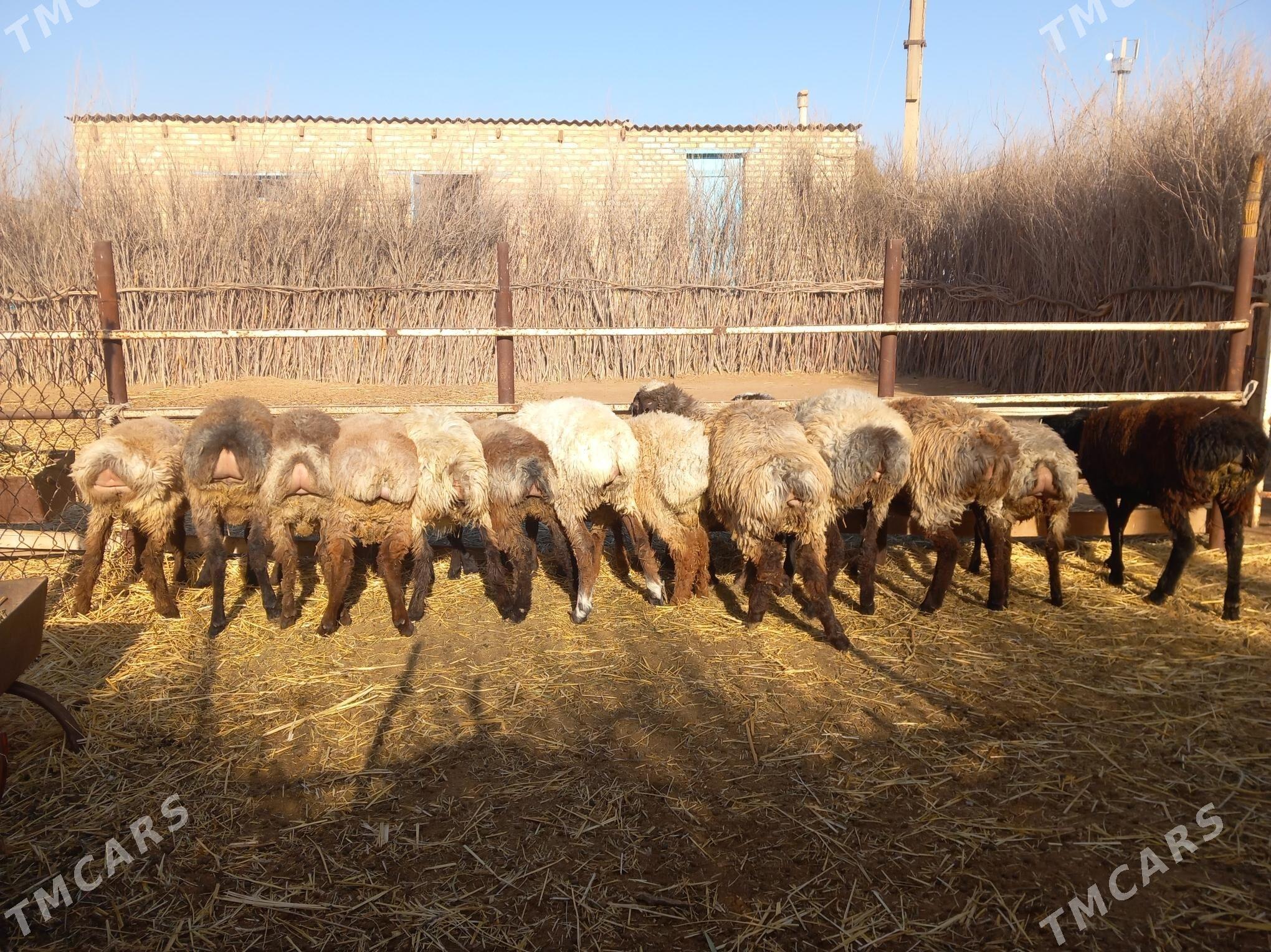 Tokgullar - Babadaýhan - img 2