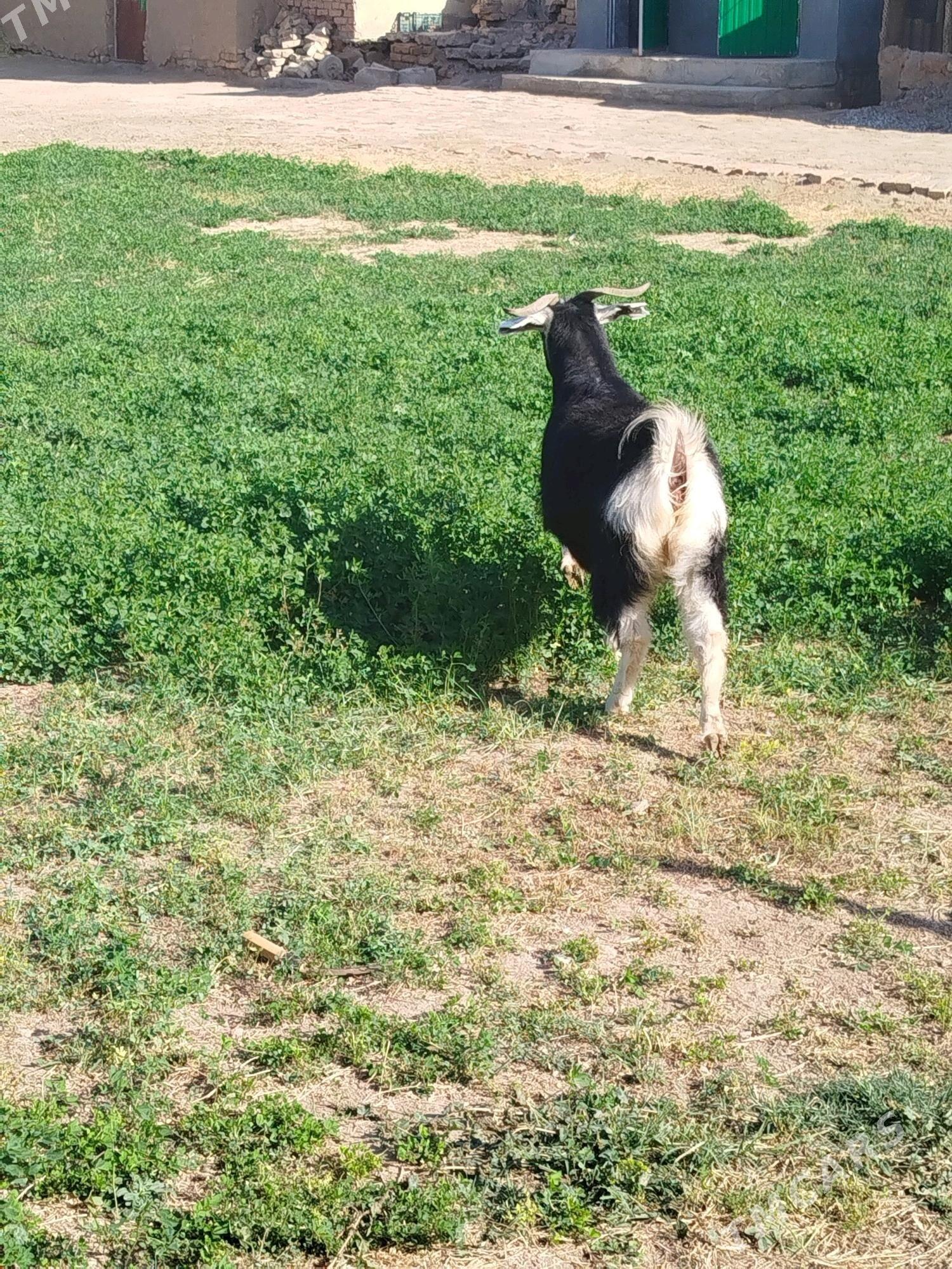 Õý haýwannary - Babadaýhan - img 2