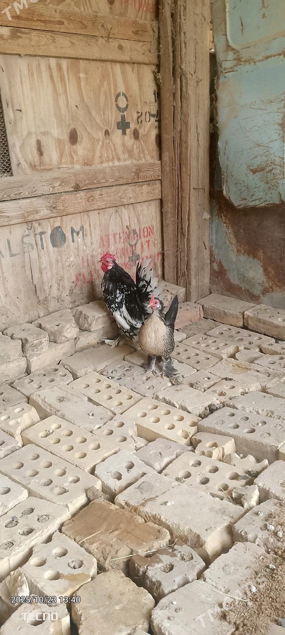 karlik - Murgap - img 2