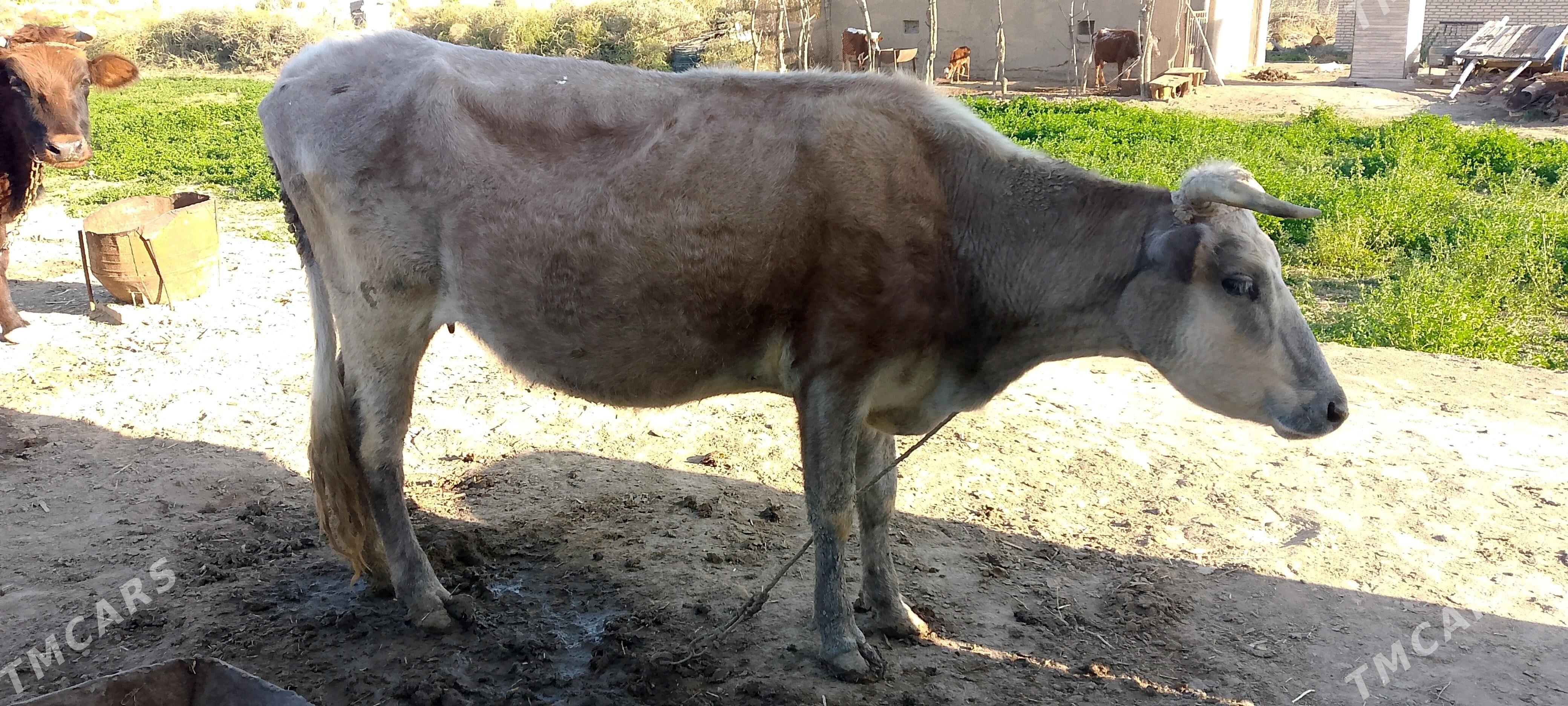 Sygyr - Байрамали - img 1