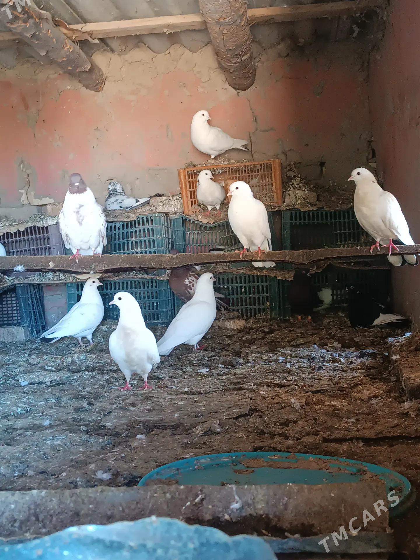 Kepderi - Ёлётен - img 2