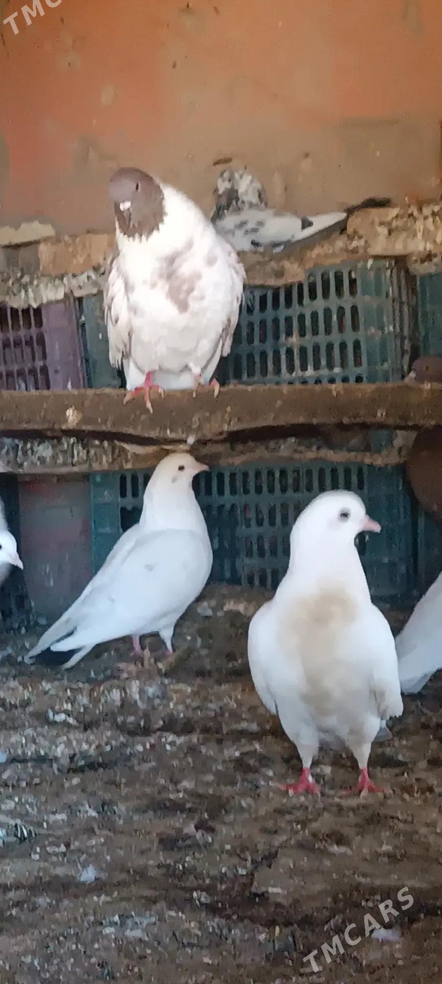 Kepderi - Ёлётен - img 4