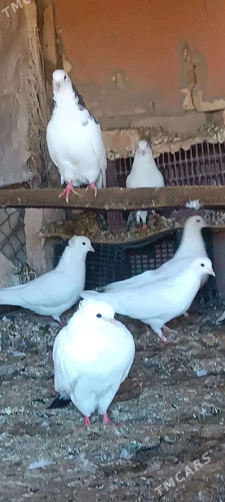 Kepderi - Ёлётен - img 5