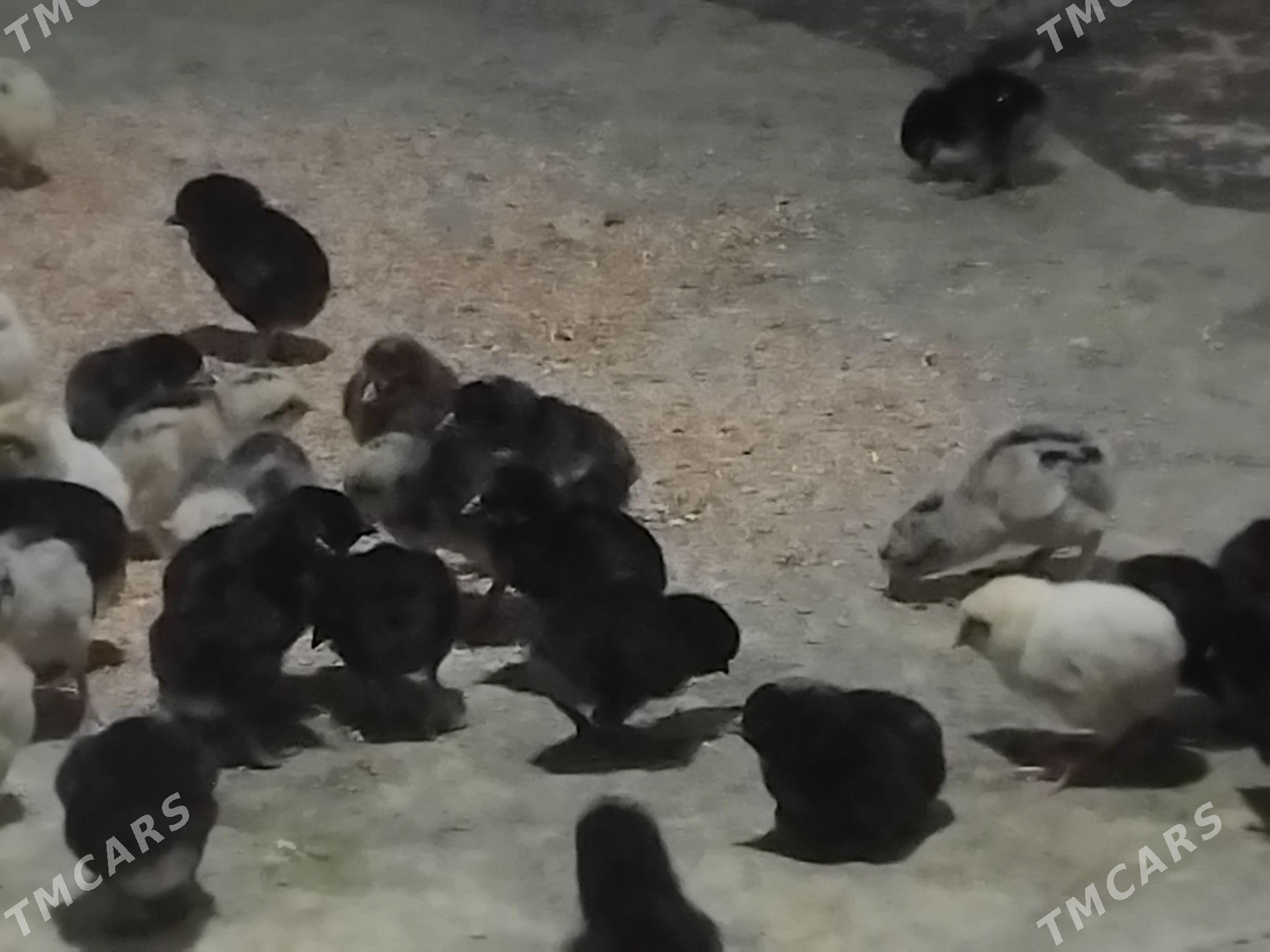 juje - Гёкдепе - img 1