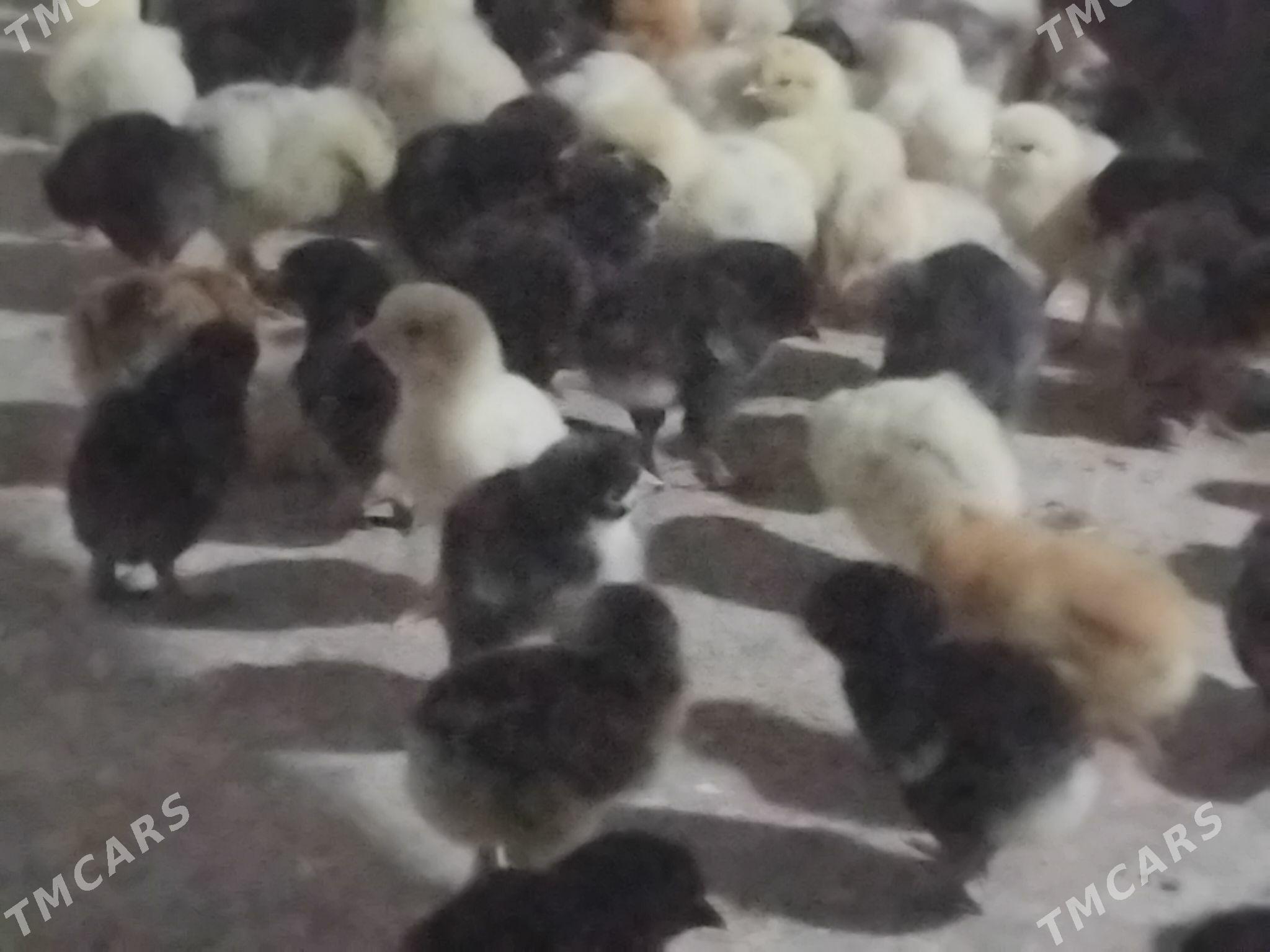 juje - Гёкдепе - img 2