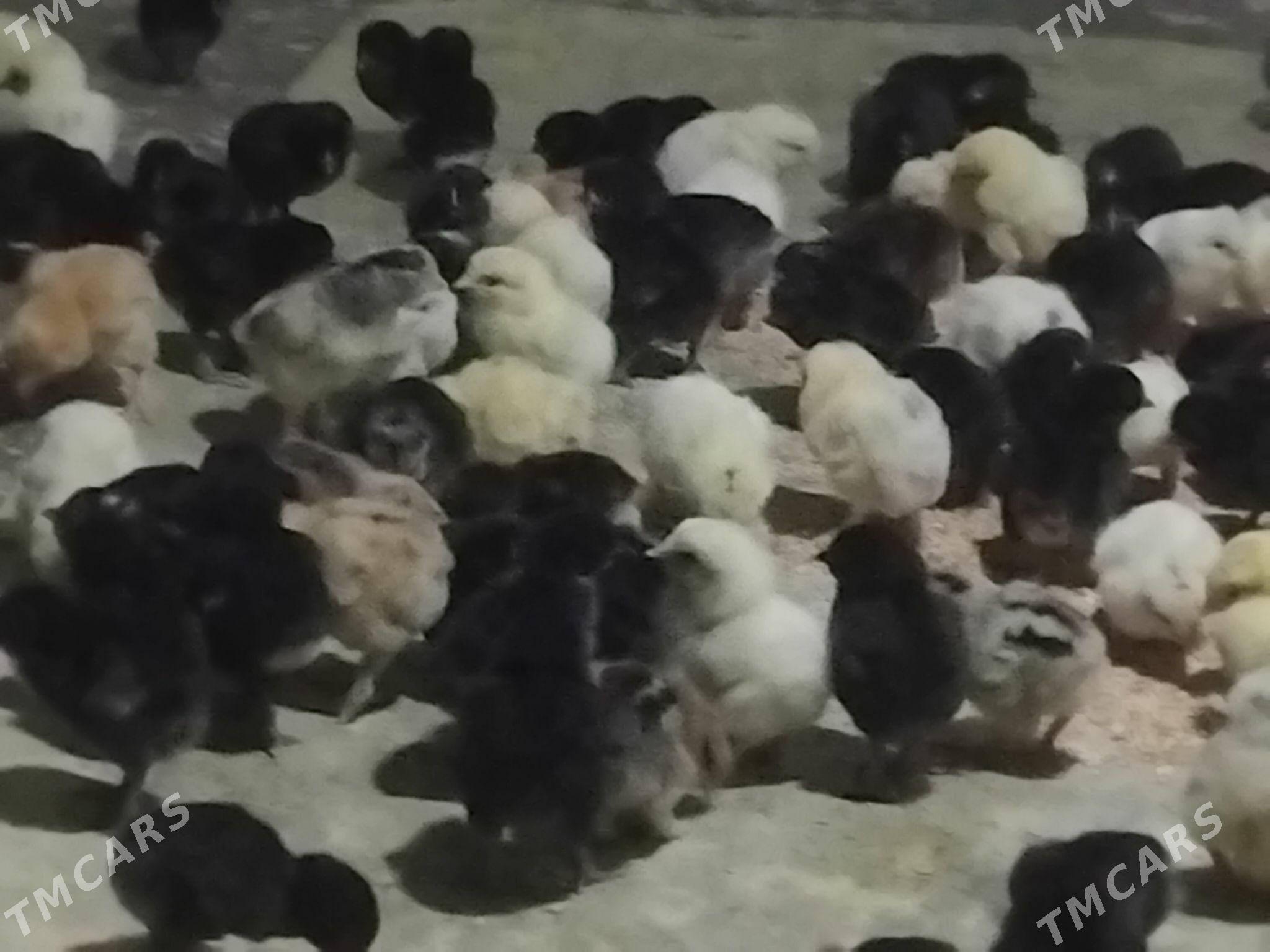 juje - Гёкдепе - img 4