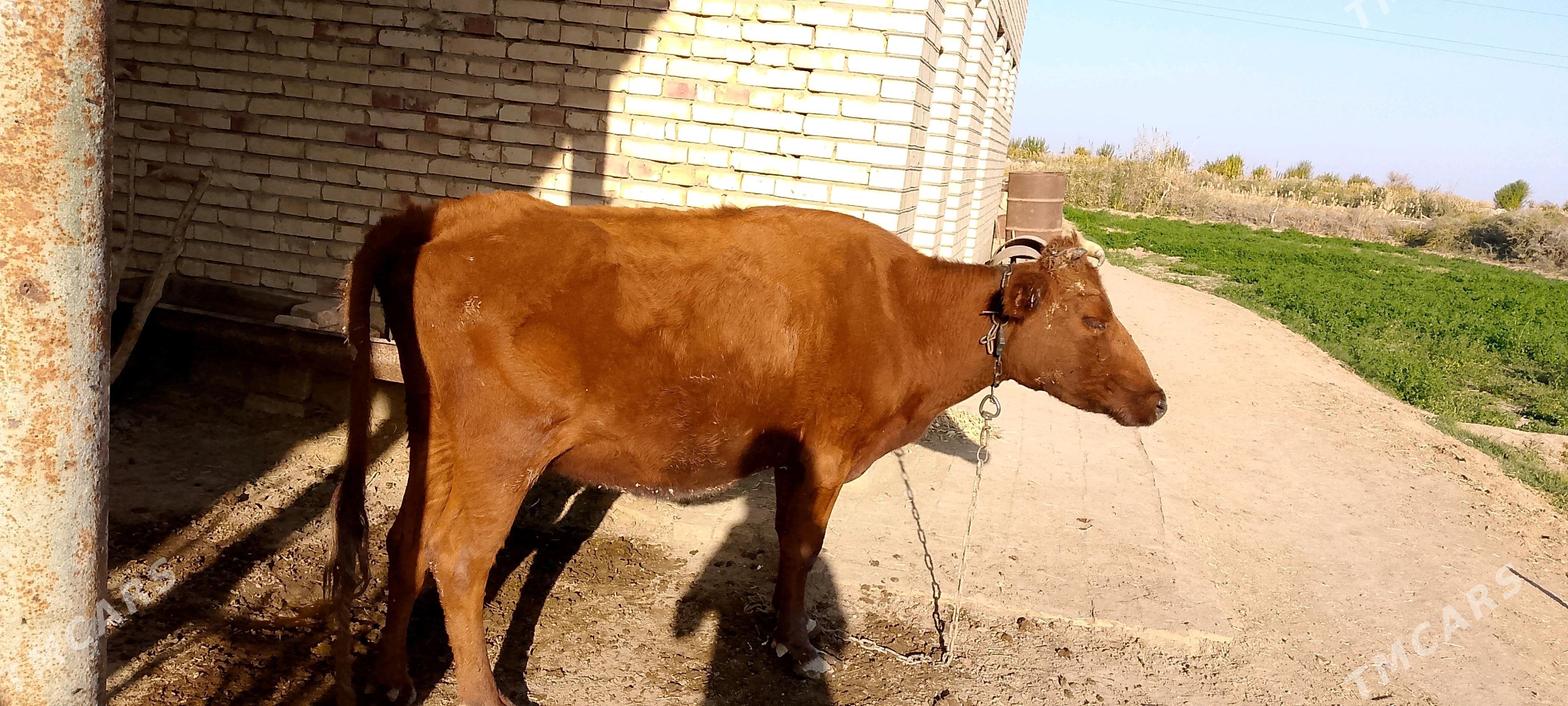 Gysyr Sygyr - Байрамали - img 1