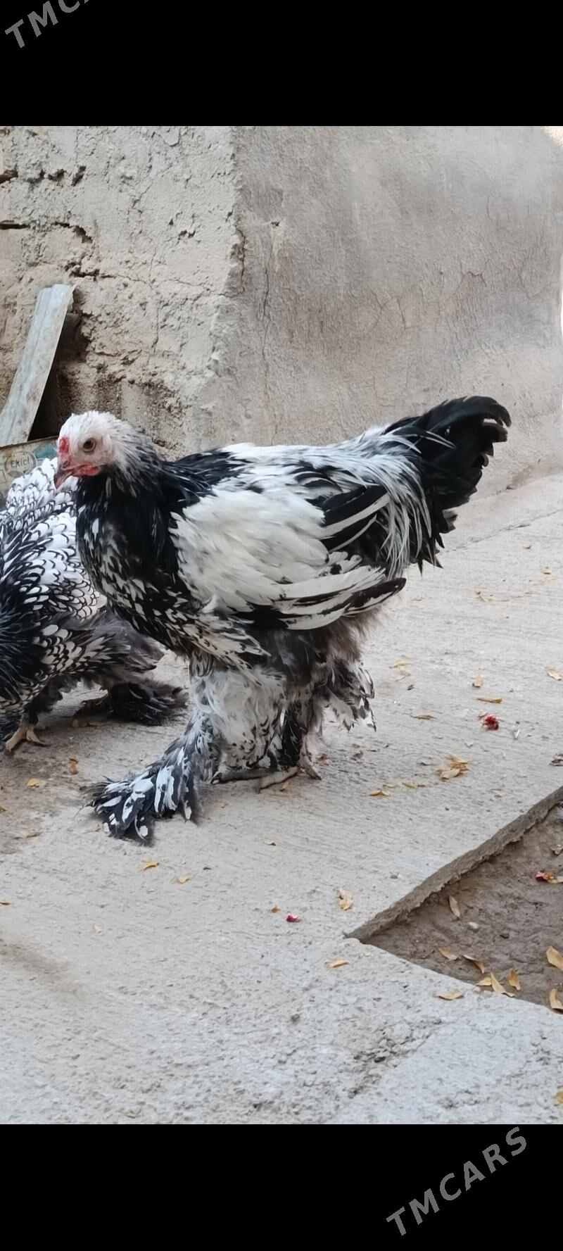 brama silver - Bagyr - img 3