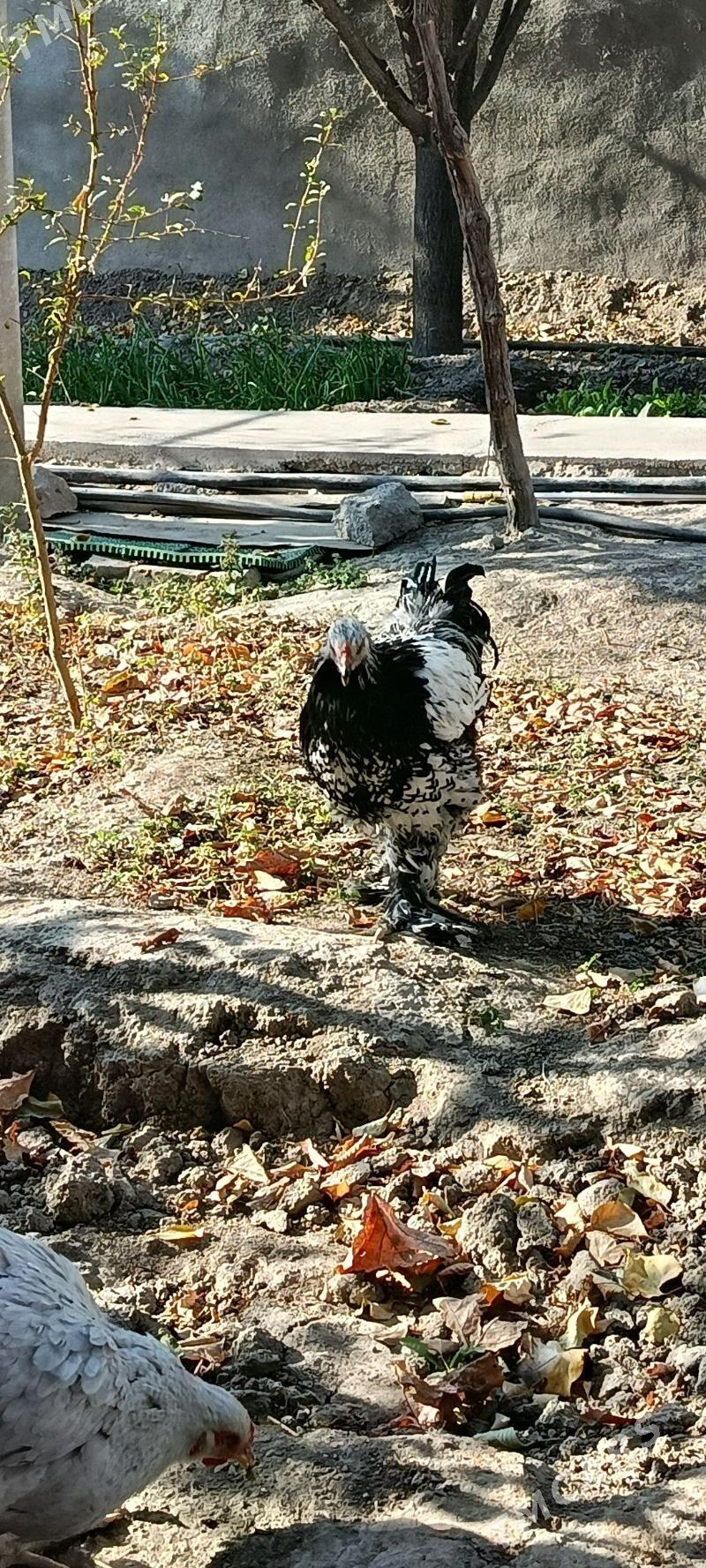 brama silver - Bagyr - img 2