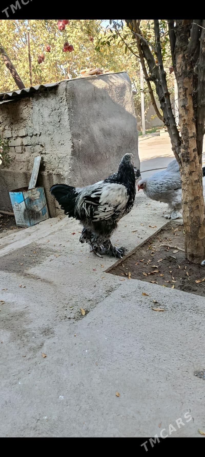 brama silver - Bagyr - img 4