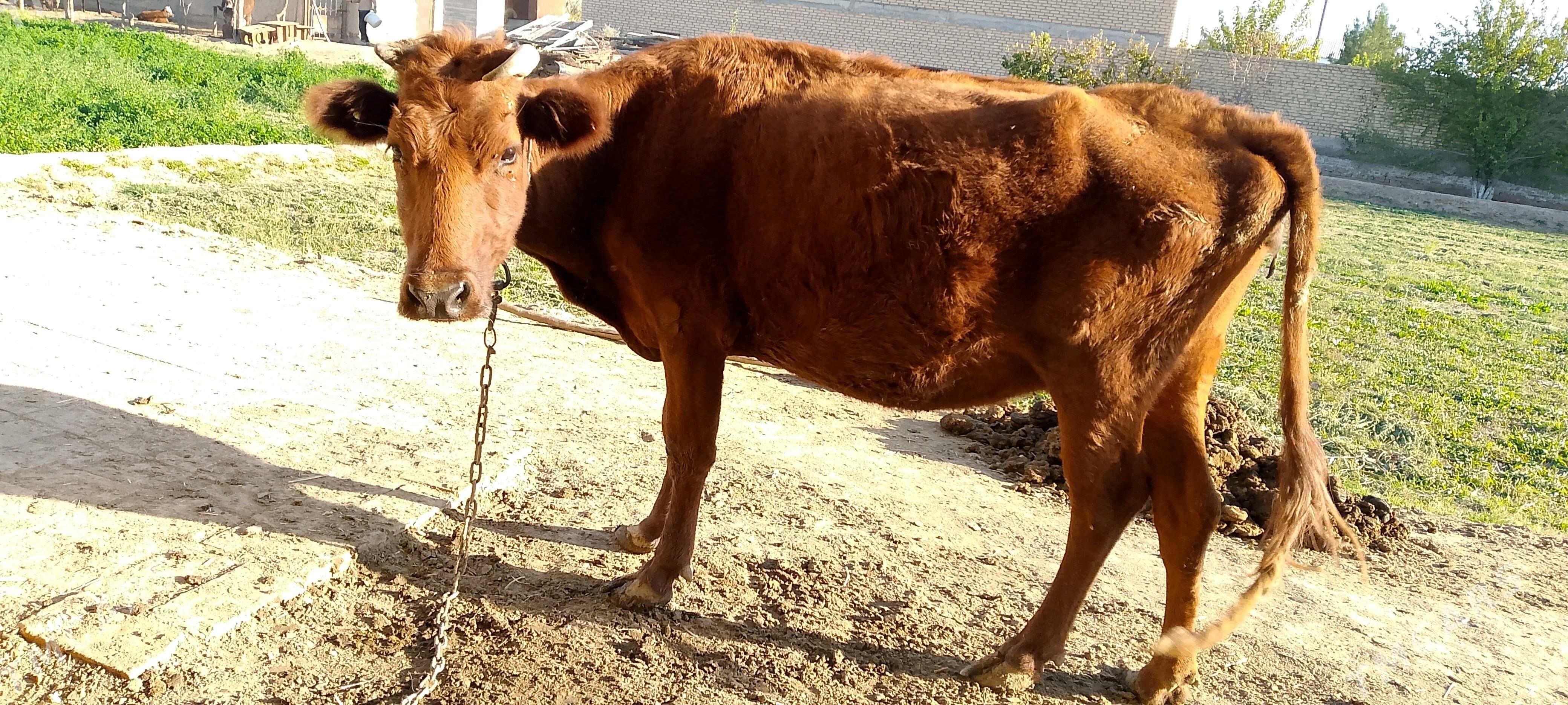 Gysyr Sygyr - Байрамали - img 2