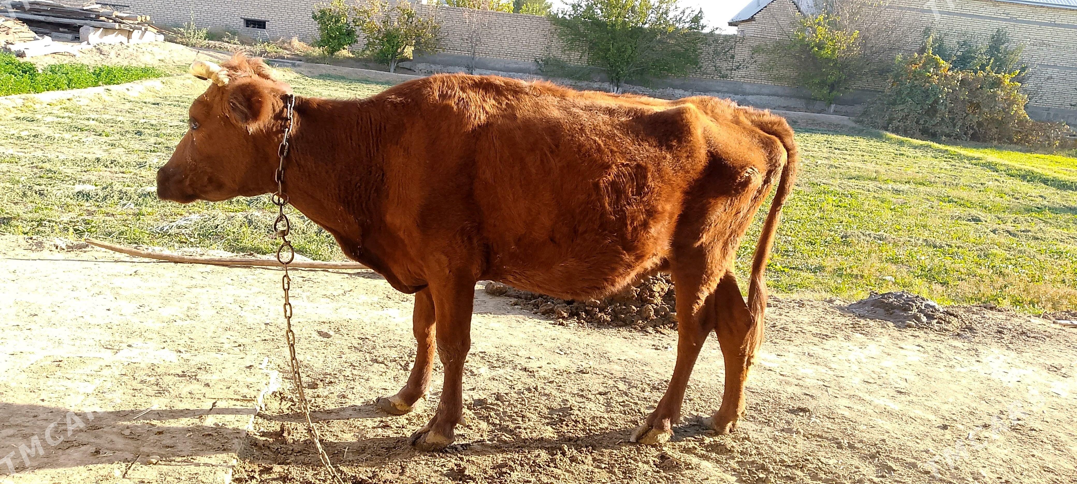 Gysyr Sygyr - Байрамали - img 3