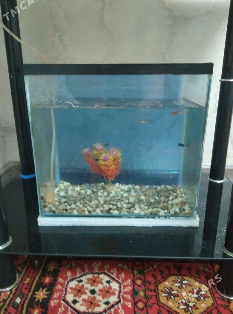 аквариум с рыбками - Türkmenabat - img 1