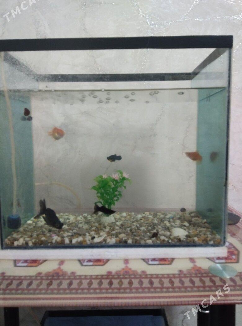 аквариум с рыбками - Türkmenabat - img 2