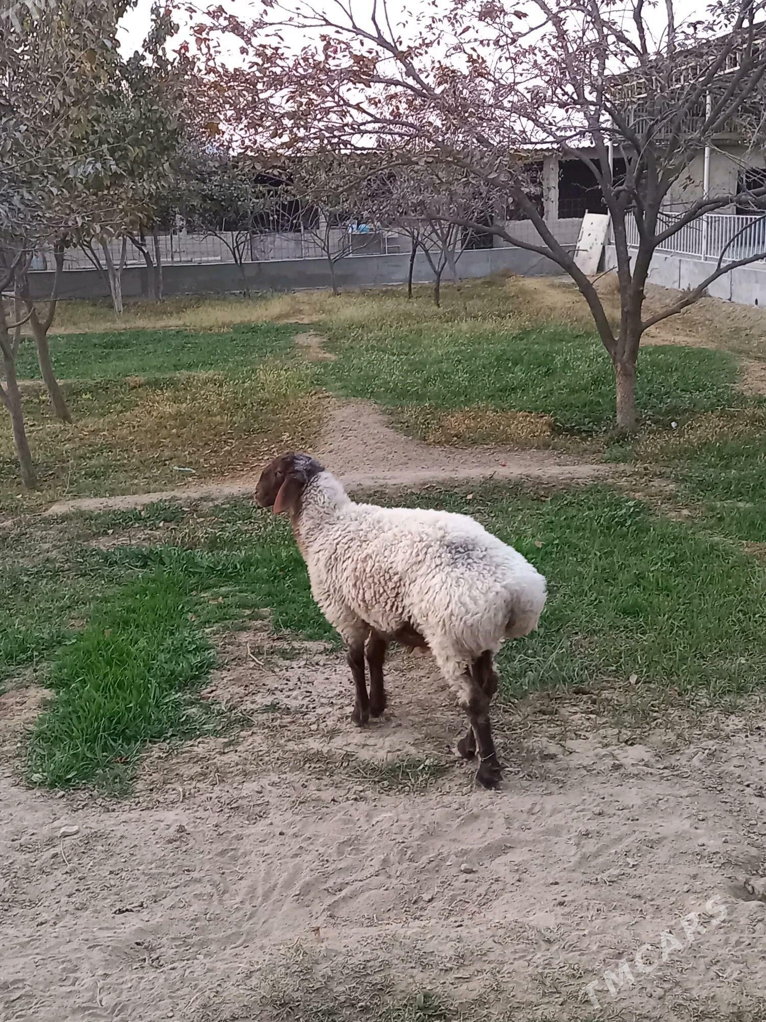 Goyun Geçi - Bäherden - img 3