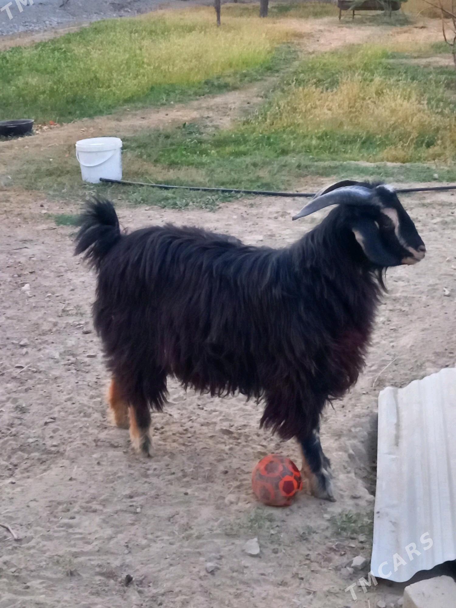 Goyun Geçi - Bäherden - img 2