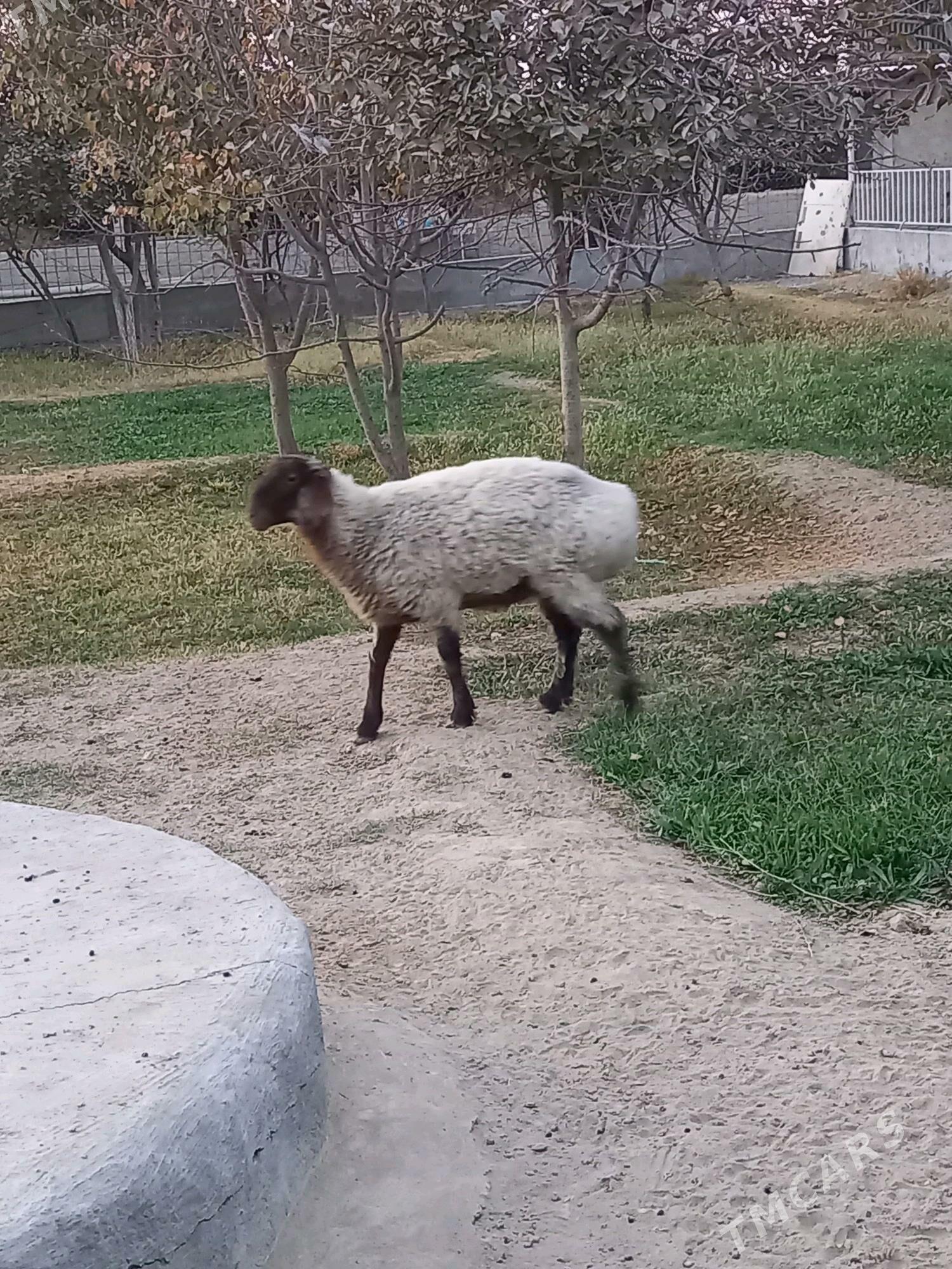 Goyun Geçi - Bäherden - img 1