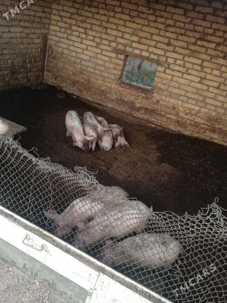 3 aylyk donuz çağa - Türkmenabat - img 2
