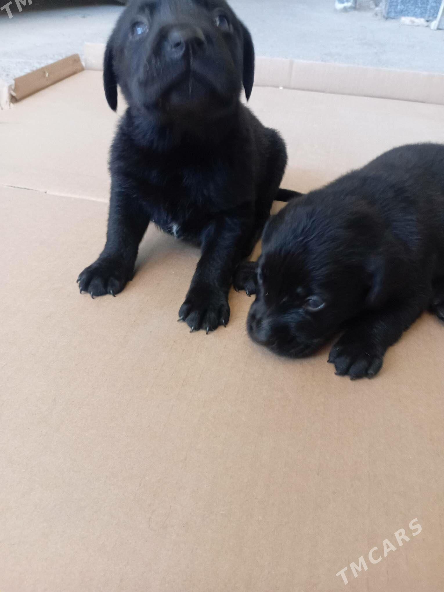 Лабрадор - Türkmenabat - img 3