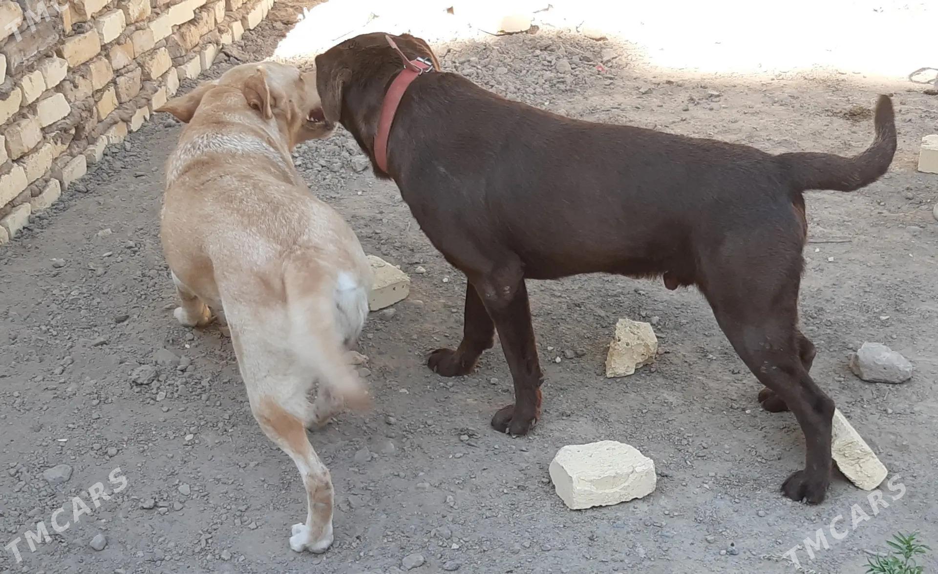 Лабрадор - Türkmenabat - img 2