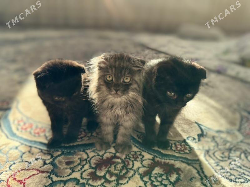 кошки - Daşoguz - img 6