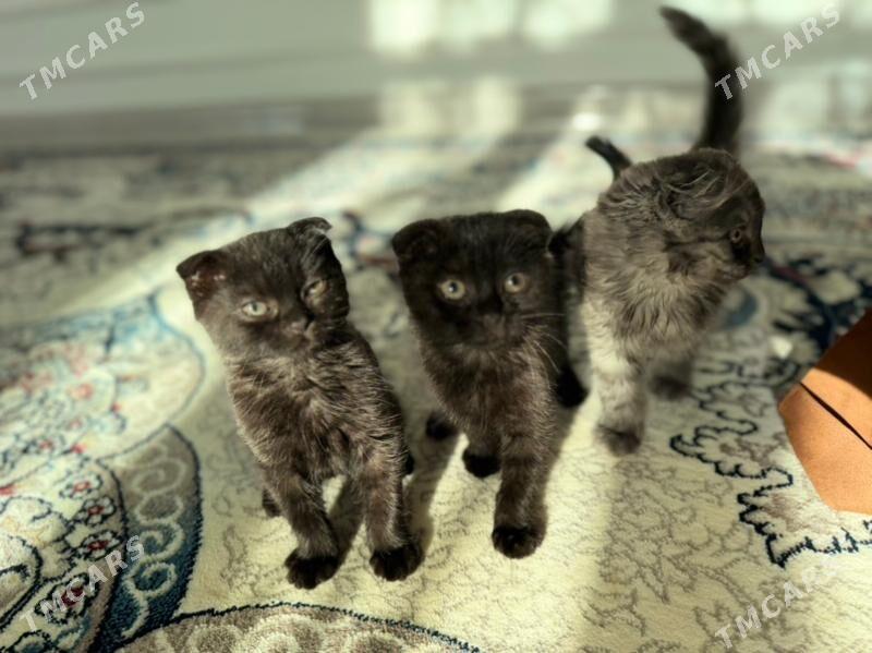 кошки - Daşoguz - img 4