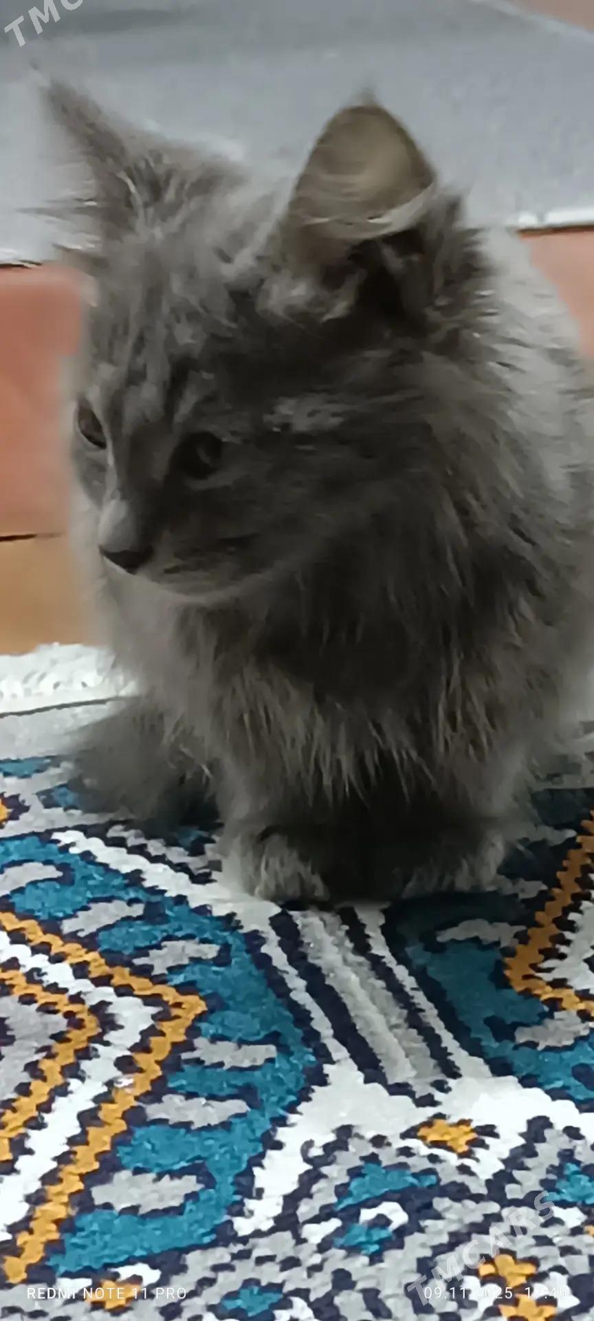 Котенок порода Небелунг - Daşoguz - img 3