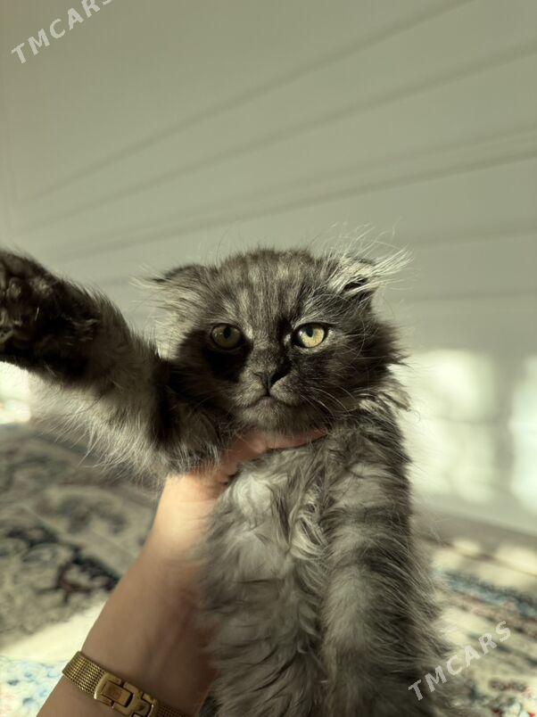 кошки - Daşoguz - img 5