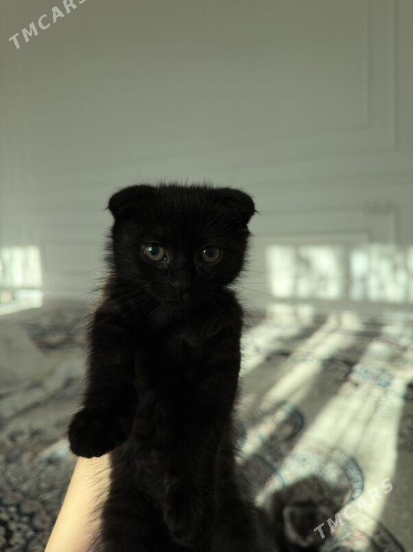 кошки - Daşoguz - img 2