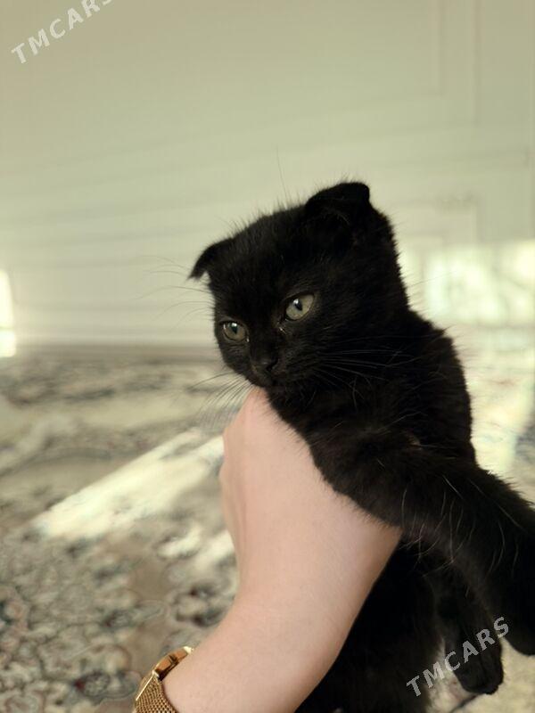 кошки - Daşoguz - img 3