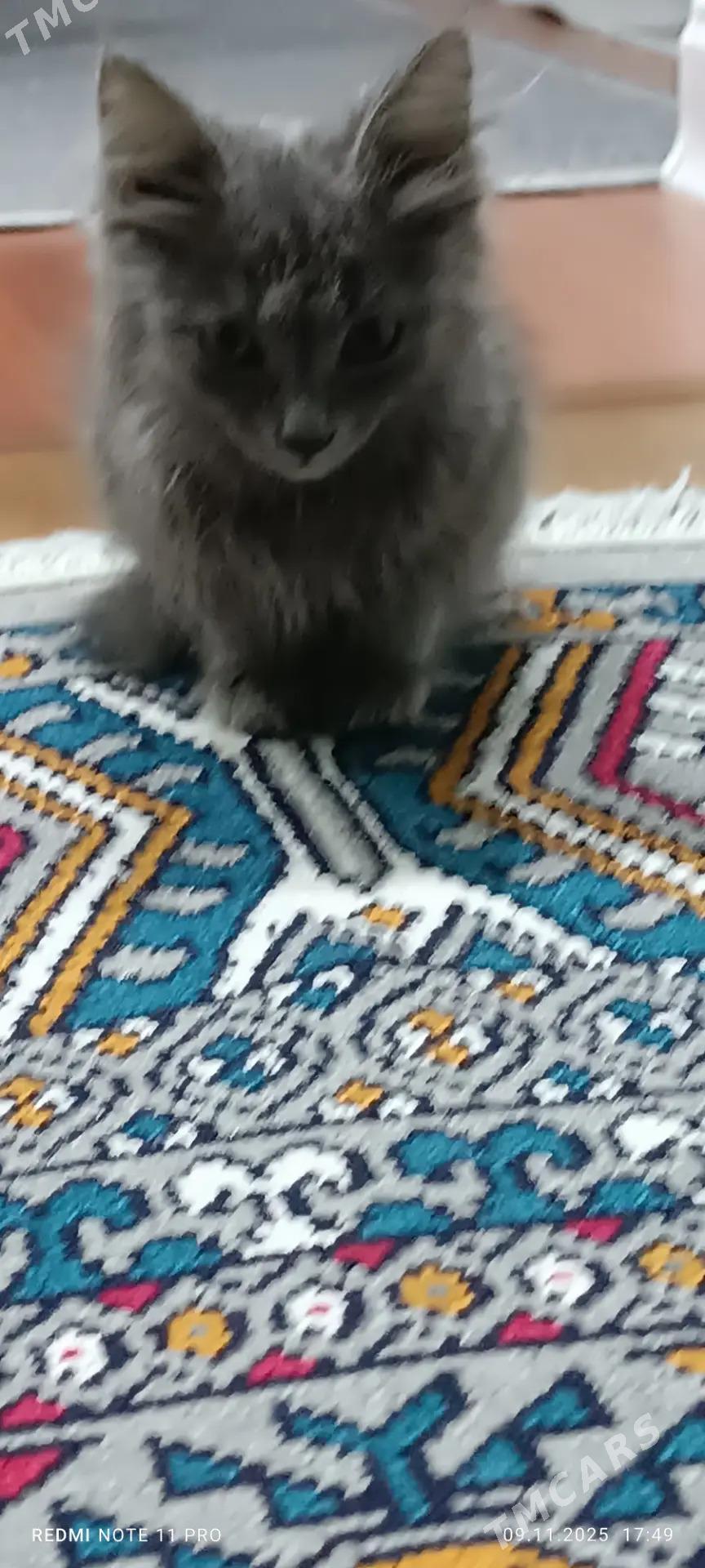 Котенок порода Небелунг - Daşoguz - img 2