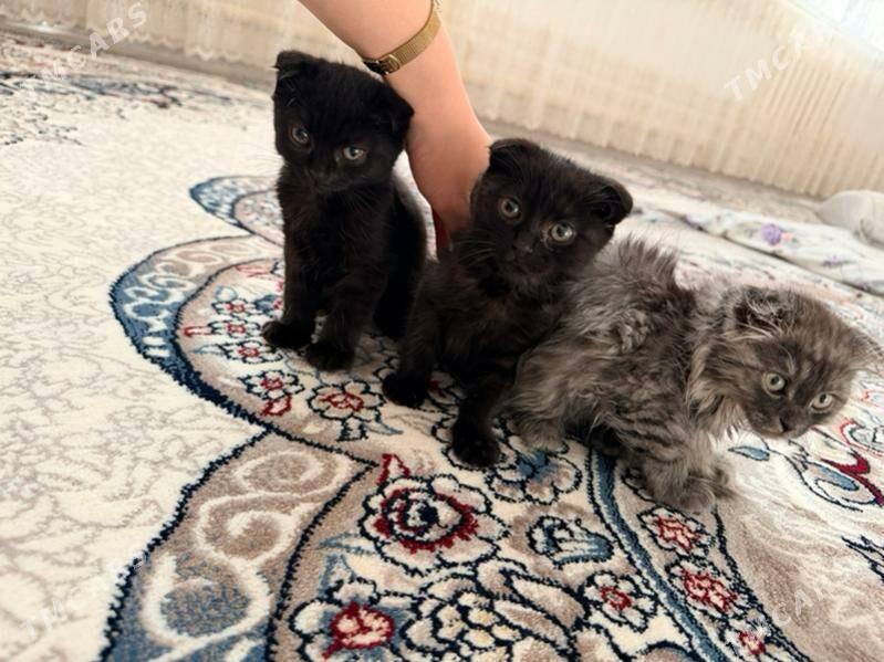 кошки - Daşoguz - img 1