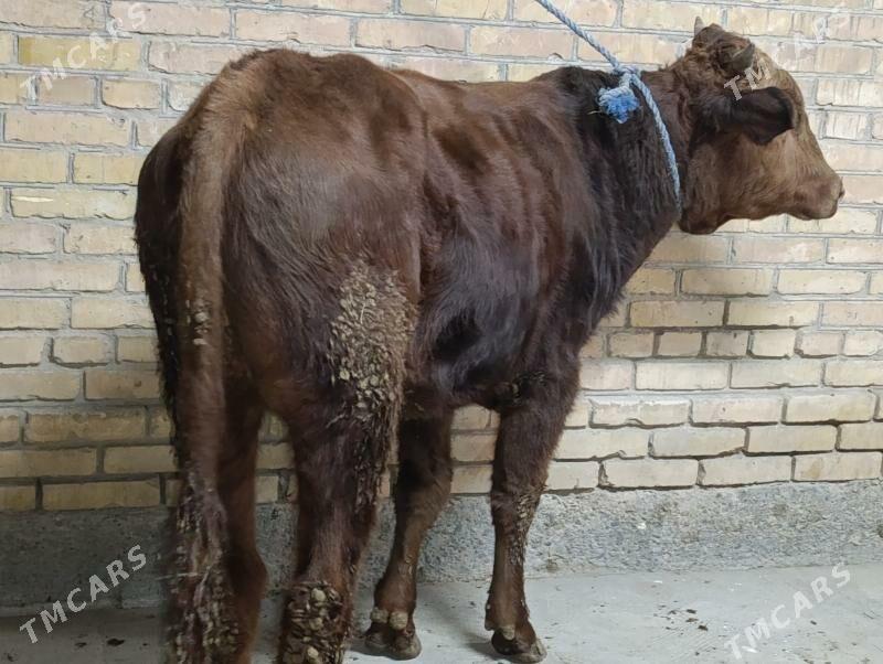 BAKLYK OKUZLER - Туркменабат - img 10