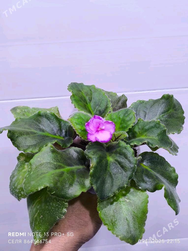 Фиалочка - Мары - img 3