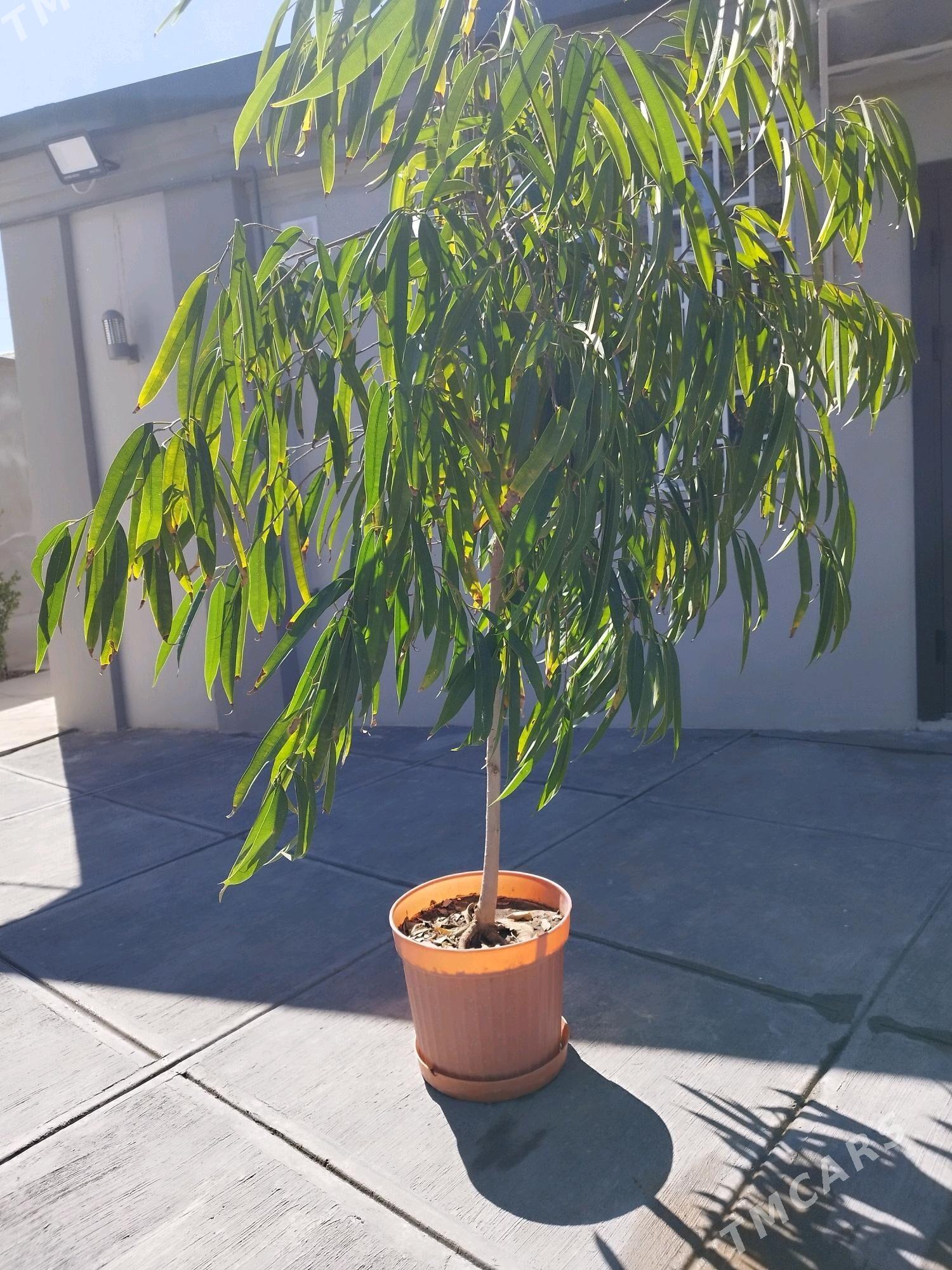 Фикус али рост 2 метра - Херрикгала - img 2