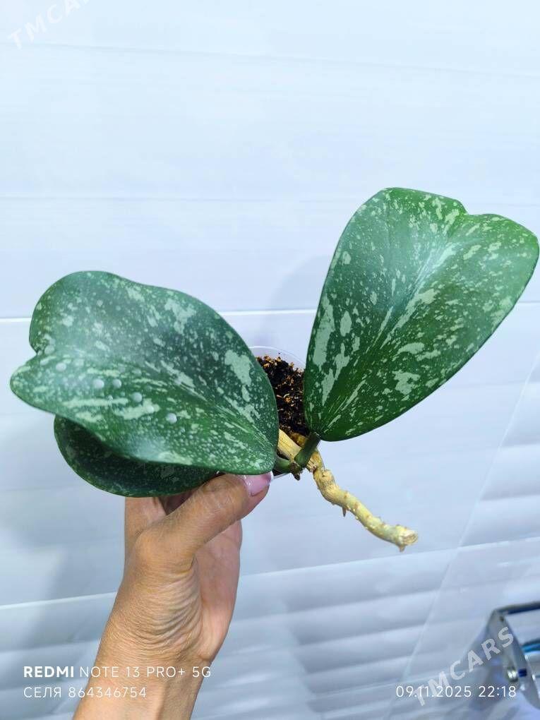 Хойя Керри - Мары - img 2