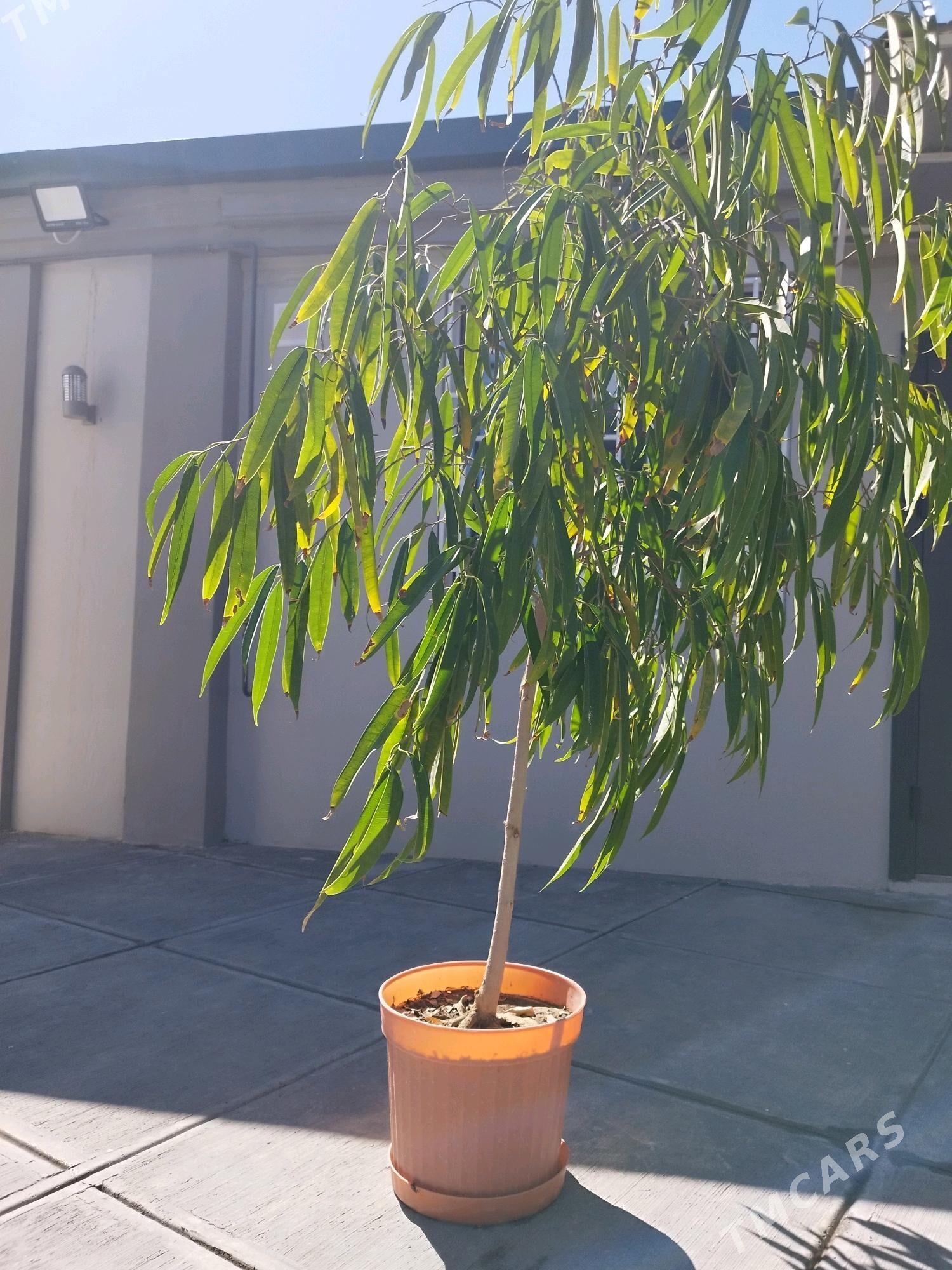 Фикус али рост 2 метра - Херрикгала - img 1