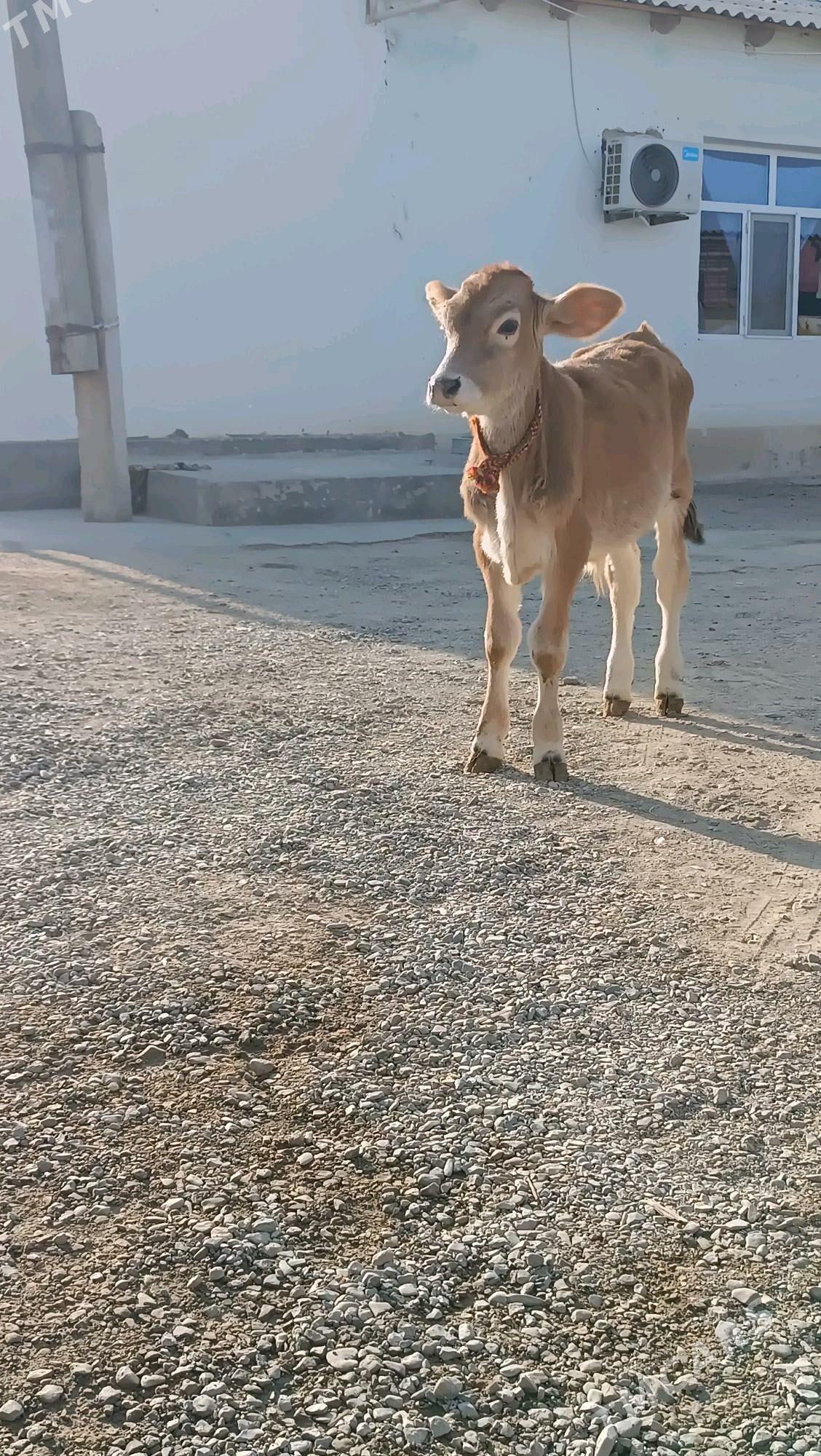 Arasa siwes ökuz - Gökdepe - img 2