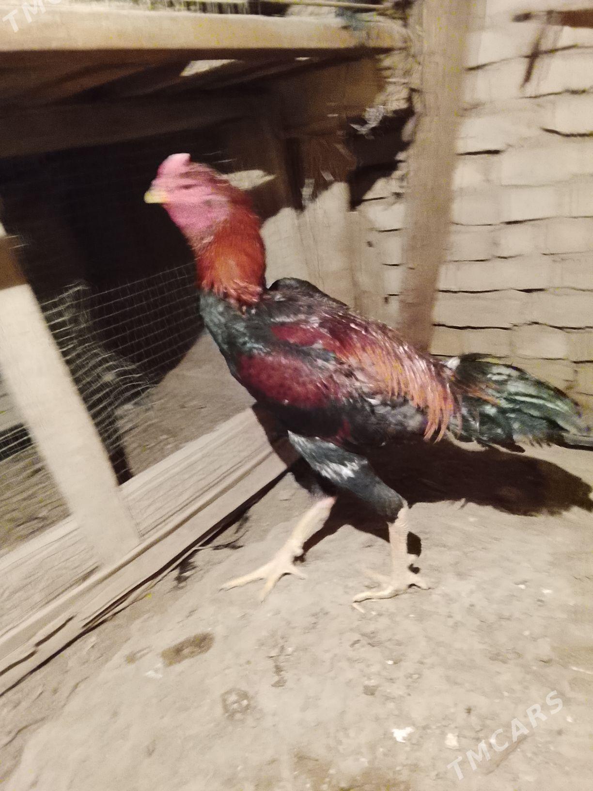 Taśkent horoz - Baýramaly - img 2