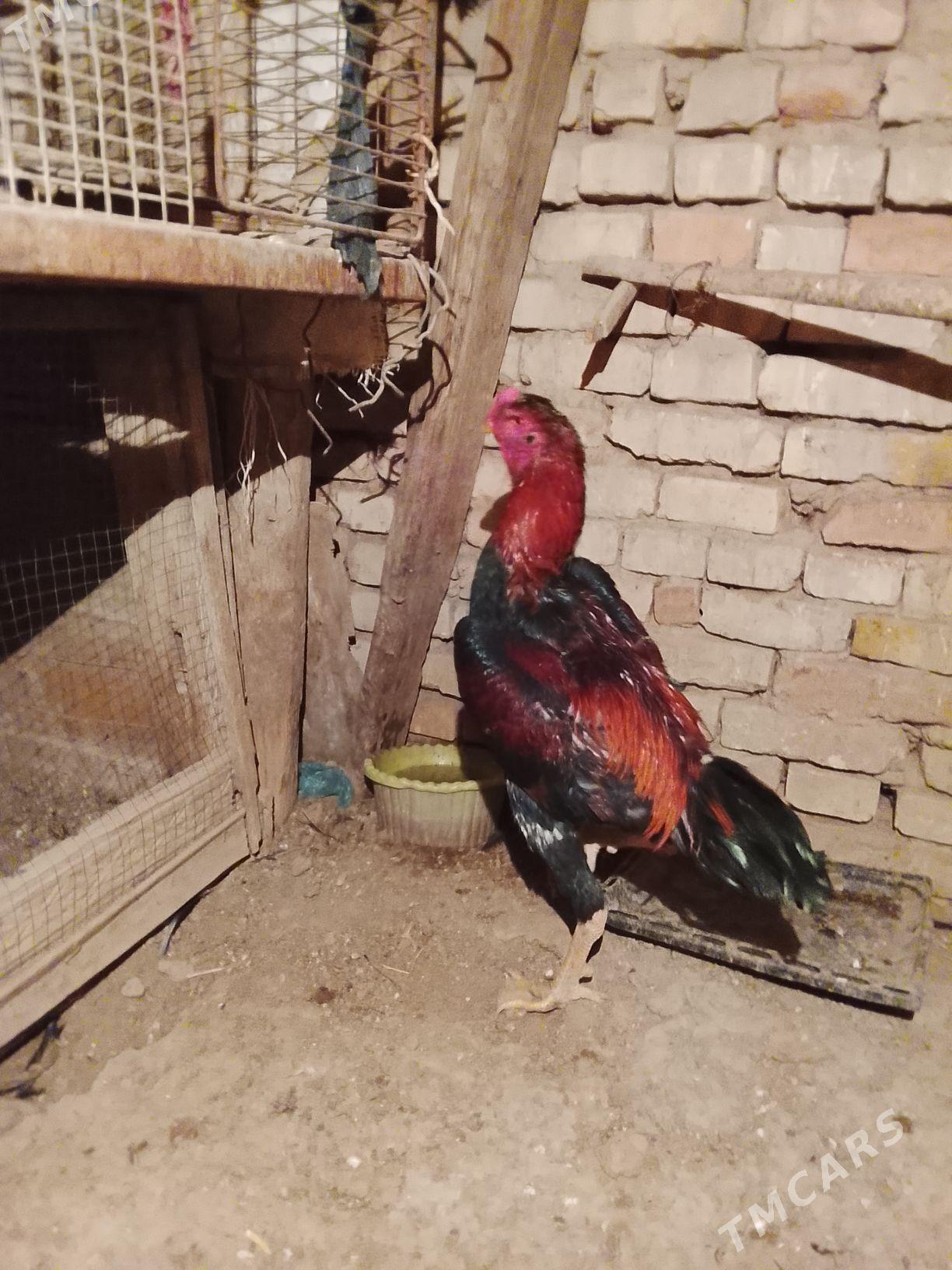 Taśkent horoz - Baýramaly - img 3