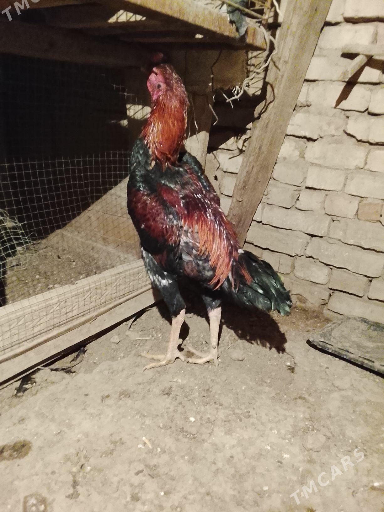 Taśkent horoz - Baýramaly - img 1