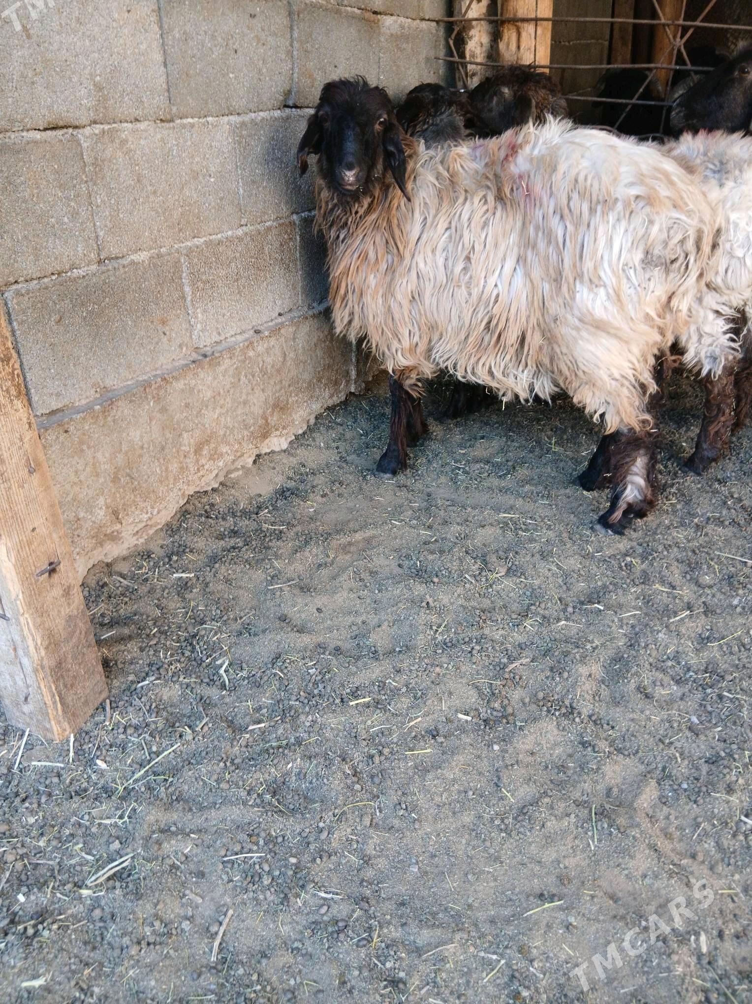 goyun - Garadamak Şor - img 2