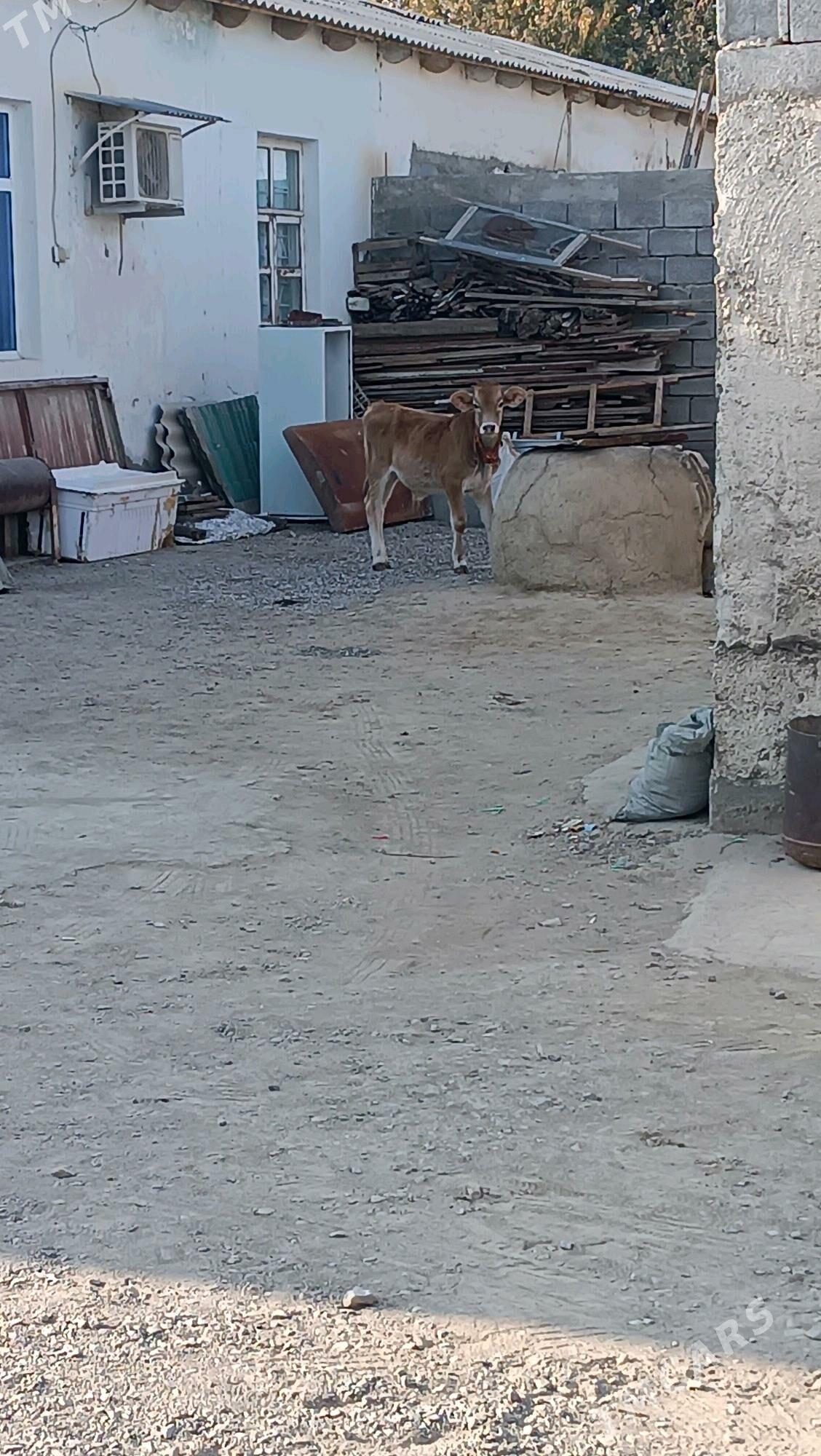 Arasa siwes ökuz - Gökdepe - img 3